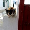 Mykonos Katzen (146)